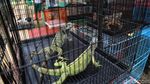 Intip Persiapan Pameran Flora Fauna 2019 di Lapangan Banteng