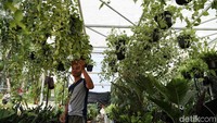 Menurut Ketua Panitia Penyelenggara, Dahlan, ada sebanyak 140 peserta yang akan menampilkan beragam tanaman dan hewan di ajang pameran flora dan fauna tersebut.