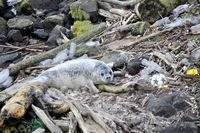 Manusia Ternyata Menelan Sampah Mikroplastik Tiap Hari