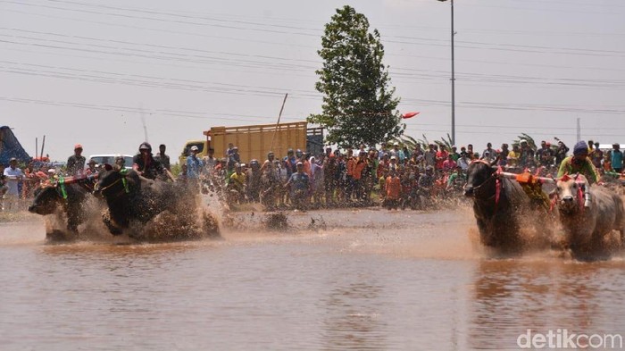 Probolinggo Juga Punya Karapan Sapi yang Seru