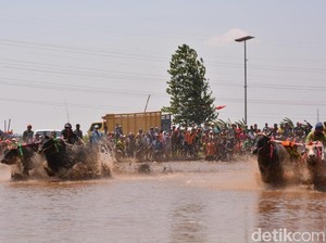 Probolinggo Juga Punya Karapan Sapi yang Seru