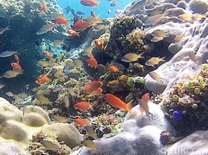 Dahulu Rusak, Kini Bawah Laut Calabai di NTB Memesona