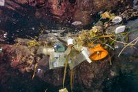 Manusia Ternyata Menelan Sampah Mikroplastik Tiap Hari