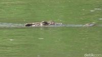 Buaya Besar Satroni Sungai Maloso, Penambang Pasir Resah