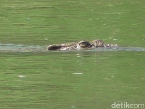 Buaya Besar di Sungai Maloso Satroni Permukiman Warga, Apa Penyebabnya?