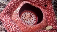 Rafflesia sendiri adalah genus tumbuhan bunga parasit. Ia ditemukan di hutan hujan Indonesia oleh seorang pemandu dari Indonesia yang bekerja untuk Dr. Joseph Arnold tahun 1818, dan dinamai berdasarkan nama Thomas Stamford Raffles, pemimpin ekspedisi itu. Istimewa   Rafflesia sendiri adalah genus tumbuhan bunga parasit. Ia ditemukan di hutan hujan Indonesia oleh seorang pemandu dari Indonesia yang bekerja untuk Dr. Joseph Arnold tahun 1818, dan dinamai berdasarkan nama Thomas Stamford Raffles, pemimpin ekspedisi itu. Istimewa