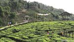 Foto: Belum Move On Liburan, Ayo ke Jember