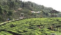 Jembatan Layang Klobungan memanjakan pengunjung untuk menikmati pesona kebun teh tanpa harus menginjak tanah (Yakub Mulyono/detikcom)  