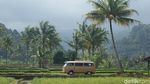 Foto: Keliling Banyuwangi Naik Mobil Antik
