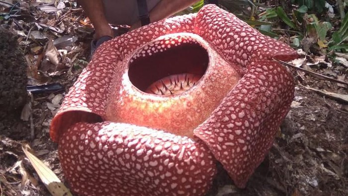 Bunga Rafflesia Arnoldi mekar di dua titik di Kabupaten Kaur, Bengkulu (Dok. Istimewa)