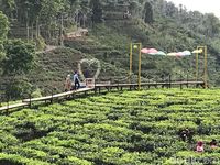 Bukan Gambir di Jakarta, Ini Gambir di Jember