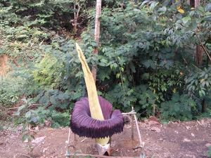 Bunga Bangkai di Taman Konservasi Puspa Langka Bengkulu Sedang Mekar