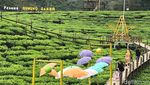 Foto: Belum Move On Liburan, Ayo ke Jember