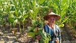 Majukan Perekonomian Petani Tembakau