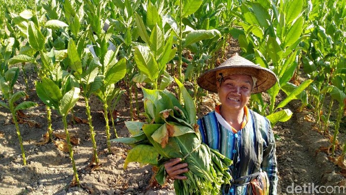 Petani tembakau memetik daun tembakau di halaman  Balai Ekonomi Desa (Balkondes) PT Telkom, di wilayah pariwisata Candi Borobudur, Magelang, Jawa Tengah, Minggu (8/9). Daun Tembakau itu akan di jual dengan harga Rp 5.000. Balkondes Telkom ini diharapkan berperan sebagai pusat kegiatan usaha pariwisata desa dan pusat kuliner serta dapat memacu pertumbuhan ekonomi di sekitar objek wisata Candi Borobudur dan diproyeksikan menjadi Digital Heritage Village, yakni konsep desa wisata yang memadukan teknologi digital dengan keunikan suasana pedesaan dengan berbagai kegiatan budaya, kesenian, pendidikan dan agro wisata.