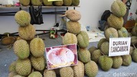 Juga ada durian Medan Ucok dan durian Rancamaya khas Bogor yang masing-masing memiliki cita rasa tersendiri. Seperti durian Medan Ucok yang memiliki daging yang tebal. Foto: dok. detikFood