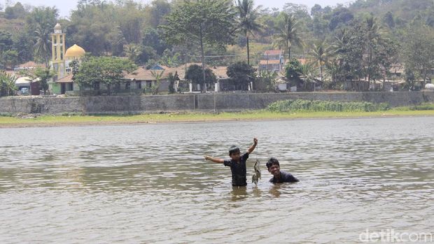 Kemarau Panjang, Situ Ciburuy Menghijau Bak Lapangan Bola