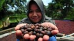 Melihat Budidaya Kopi di Semarang