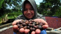BCA mendukung budidaya kopi dengan meresmikan Doesoen Kopi Sirap di Kecamatan Jambu, Semarang. Acara itu dihadiri Komisaris Independen BCA Cyrillus Harinowo. Istimewa/BCA.
