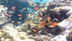 Foto: Dahulu Rusak Parah, Sekarang Taman Laut Ini Penuh Warna