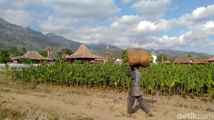 Petani tembakau memetik daun tembakau di halaman  Balai Ekonomi Desa (Balkondes) PT Telkom, di wilayah pariwisata Candi Borobudur, Magelang, Jawa Tengah, Minggu (8/9). Daun Tembakau itu akan di jual dengan harga Rp 5.000. Balkondes Telkom ini diharapkan berperan sebagai pusat kegiatan usaha pariwisata desa dan pusat kuliner serta dapat memacu pertumbuhan ekonomi di sekitar objek wisata Candi Borobudur dan diproyeksikan menjadi Digital Heritage Village, yakni konsep desa wisata yang memadukan teknologi digital dengan keunikan suasana pedesaan dengan berbagai kegiatan budaya, kesenian, pendidikan dan agro wisata.