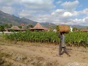 Aturan Rokok Mau Direvisi, Apa Dampaknya ke Petani?