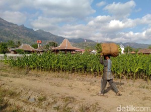 Aturan Rokok Mau Direvisi, Apa Dampaknya ke Petani?