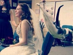 Momen Kocak Photobomb, Ada yang Lirikannya Bikin Ngeri!