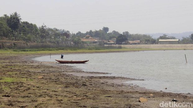 Kemarau Panjang, Situ Ciburuy Menghijau Bak Lapangan Bola