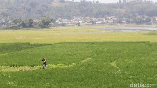 Kemarau Panjang, Situ Ciburuy Menghijau Bak Lapangan Bola