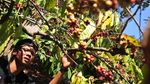 Melihat Budidaya Kopi di Semarang