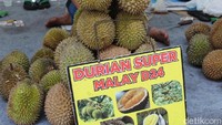 Mulai dari Indonesia sendiri hingga ke negara Malaysia. Seperti pada durian jenis d24 ini yang didatangkan langsung dari Malaysia. Foto: dok. detikFood