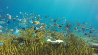 Keindahan karang ditambah lagi dengan ragam ikan-ikan berbagai warna yang mengelilinya (dok LSM KOMPPAK) 
