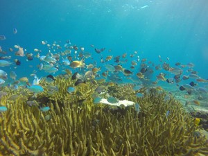 Mungkin Ini Spot Snorkeling Terbaik dari NTB