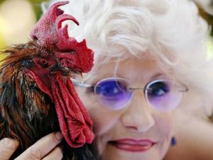 Kokok Ayam Jantan Picu Ketegangan di Prancis, Pengadilan Bersikap