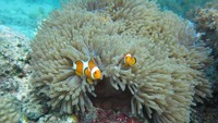 Taman laut ini berada di Desa Calabai, Kecamatan Pekat, Kabupaten Dompu dan masuk dalam wilayah Teluk Saleh (dok LSM KOMPPAK) 