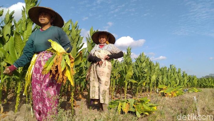 Petani Tembakau/Foto: Rachman Haryanto Petani Tembakau/Foto: Rachman Haryanto