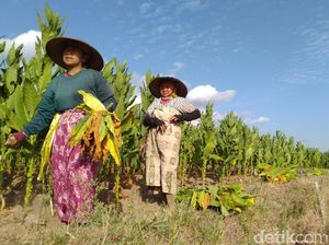 Petani Tembakau Cemas Harga Rokok Naik