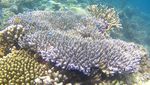 Foto: Dahulu Rusak Parah, Sekarang Taman Laut Ini Penuh Warna