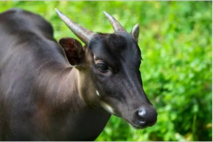 Lomba Foto Satwa Taman Safari Berhadiah Ratusan Juta