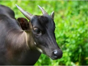 Lomba Foto Satwa Taman Safari Berhadiah Ratusan Juta