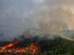 Jokowi Diminta Copot Aparat Tak Atasi Karhutla, PDIP: Tak Boleh Gegabah