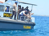 Dulu Dilarang Susi, Kini Ekspor Benih Lobster Mau Dibuka Edhy