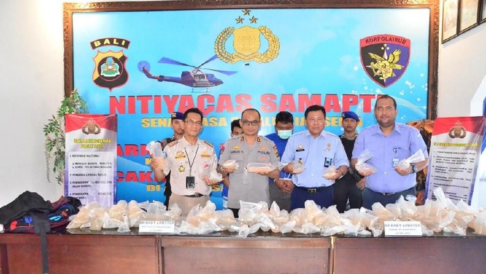 Polda Bali Gagalkan Penyelundupan Puluhan Ribu Benih Lobster ke Vietnam