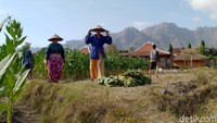 Daun Tembakau itu nantinya akan di jual kepada pengepul dengan harga Rp 5.000. Biasanya para pemetik tembakau mendapatkan upah dalam sehari sebesar Rp 50.000.