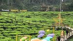 Foto: Belum Move On Liburan, Ayo ke Jember