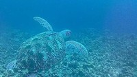 Selain karang di taman laut ini, kita juga bisa bermain bebas dengan penyu saat snorkeling. Menyenangkan bukan? (dok LSM KOMPPAK) 
