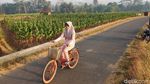 Majukan Perekonomian Petani Tembakau