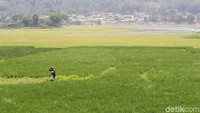 Sementara itu di bagian utara danau buatan yang dibangun pada 1918 itu dijadikan ladang bercocok tanam oleh warga. Mereka menanam padi, kangkung dan sayuran lainnya.