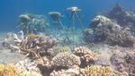 Foto: Dahulu Rusak Parah, Sekarang Taman Laut Ini Penuh Warna